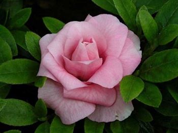 R.Scotian Rosebud 